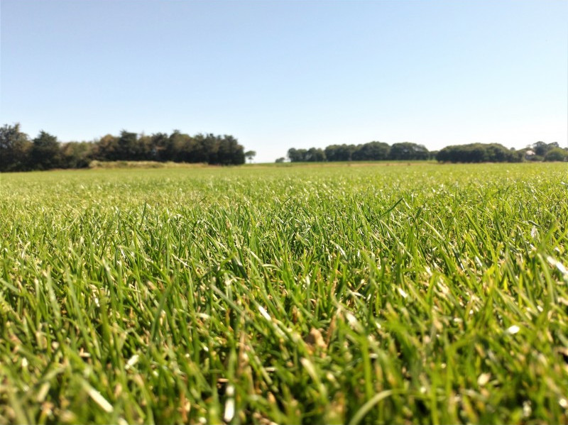 Gazon d'ornement naturel en rouleau