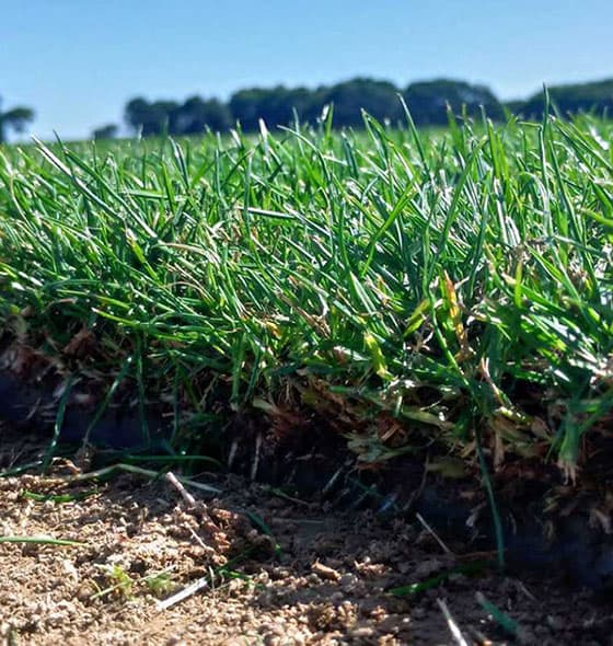 Gazon en rouleau producteur gazon naturel en rouleau Bretagne