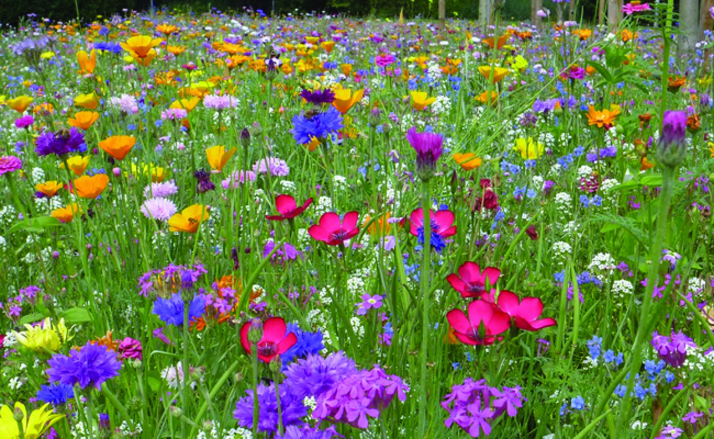 Prairie fleurie