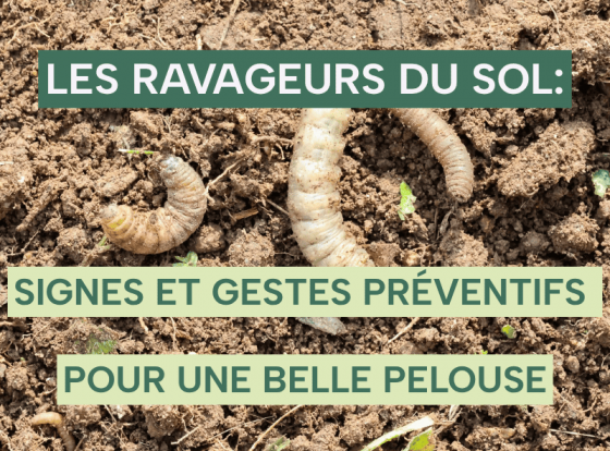 Larves des ravageurs du sol