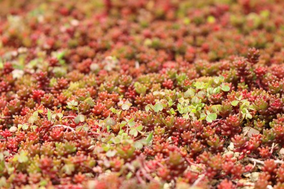 tapis de sedum.jpeg