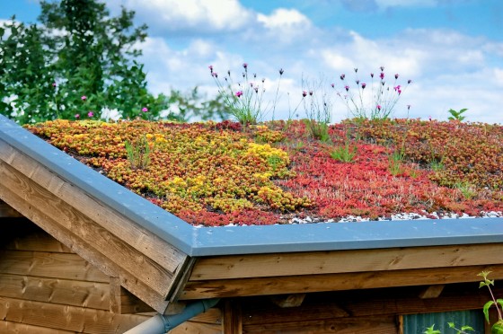 Tapis sur toiture sedum.jpeg