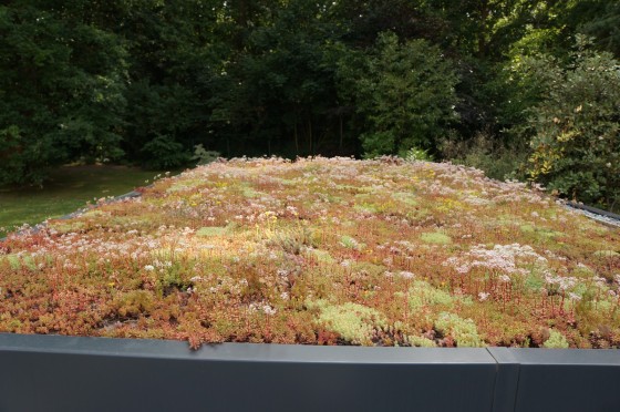 sedum sur toiture végétalisée