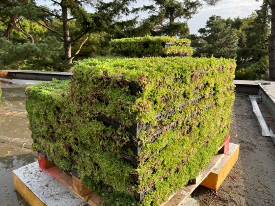 Palette de bacs de sedum