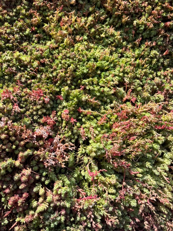 sedum