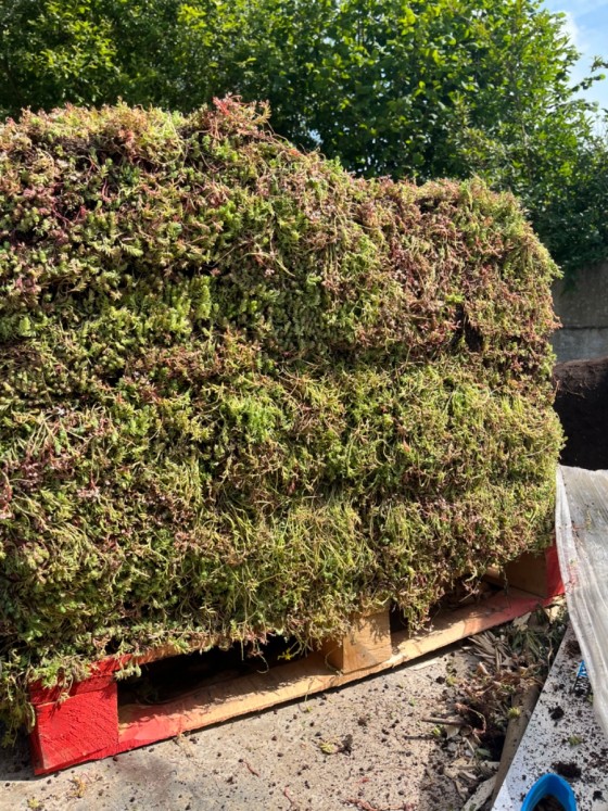 Palette de tapis de sedum