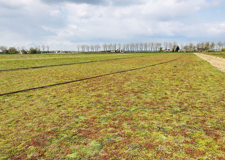 Sedum, toitures végétalisées