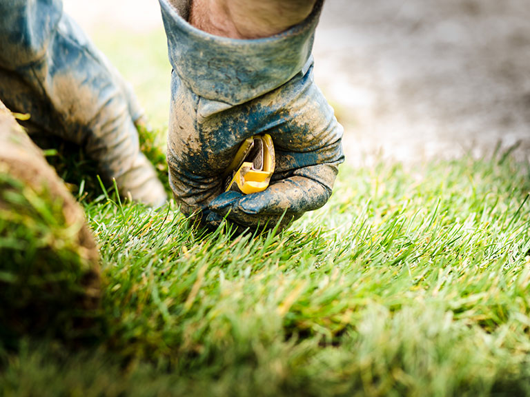 Gazon en rouleaux, gazon placage, rouleau gazon : conseils pose