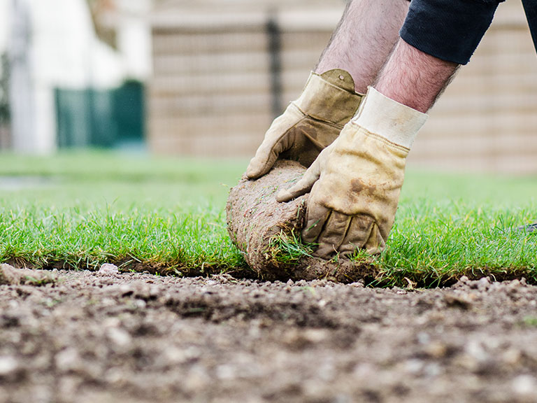 Gazon en rouleaux, gazon placage, rouleau gazon : conseils pose