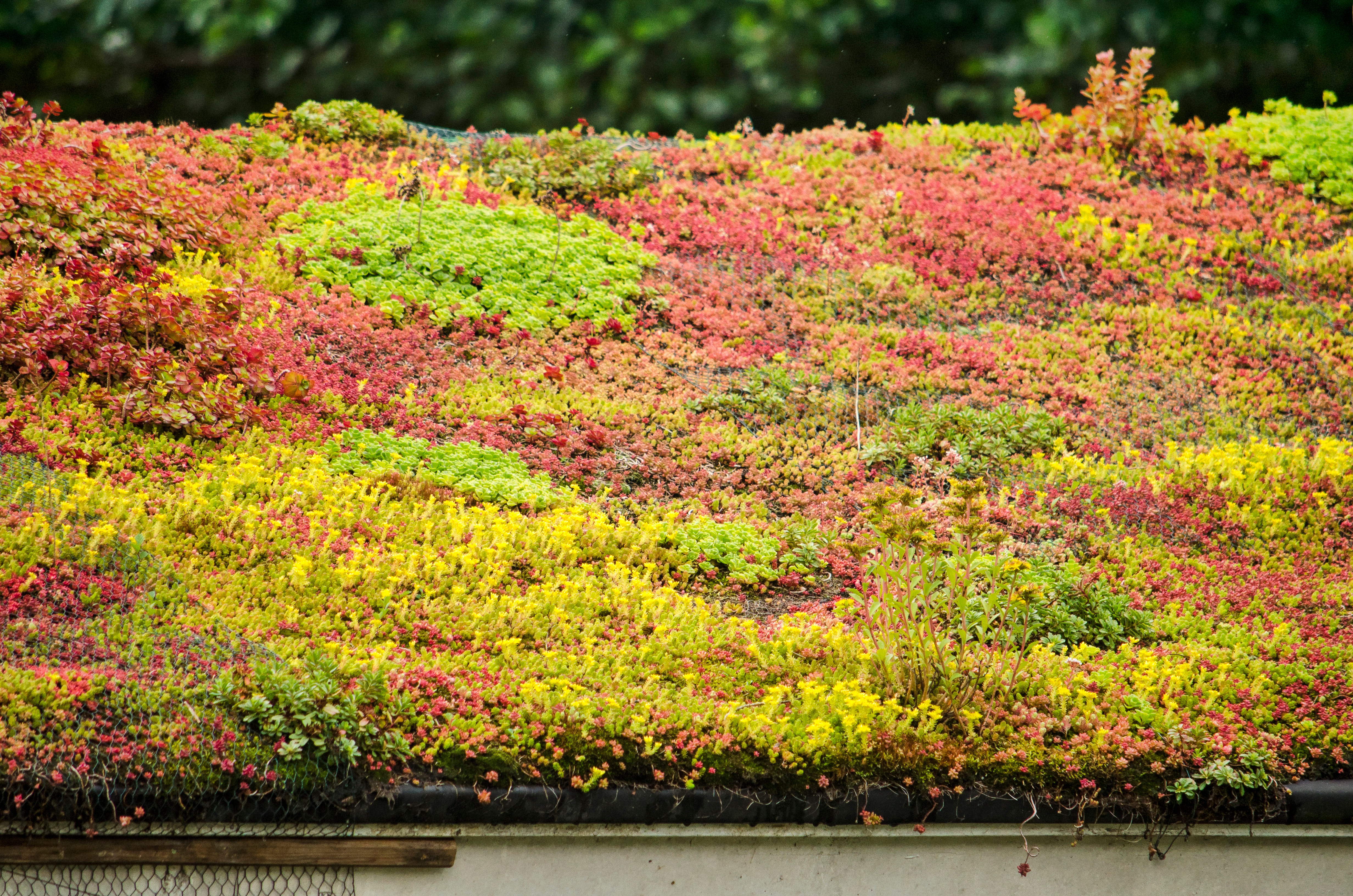 tapis sedum