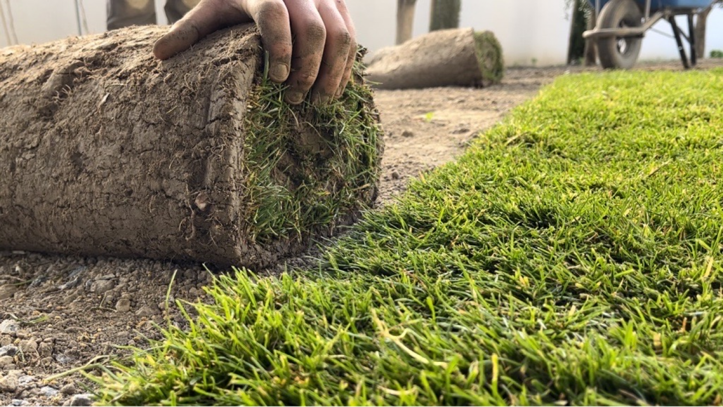 Gazon en rouleau Normandie