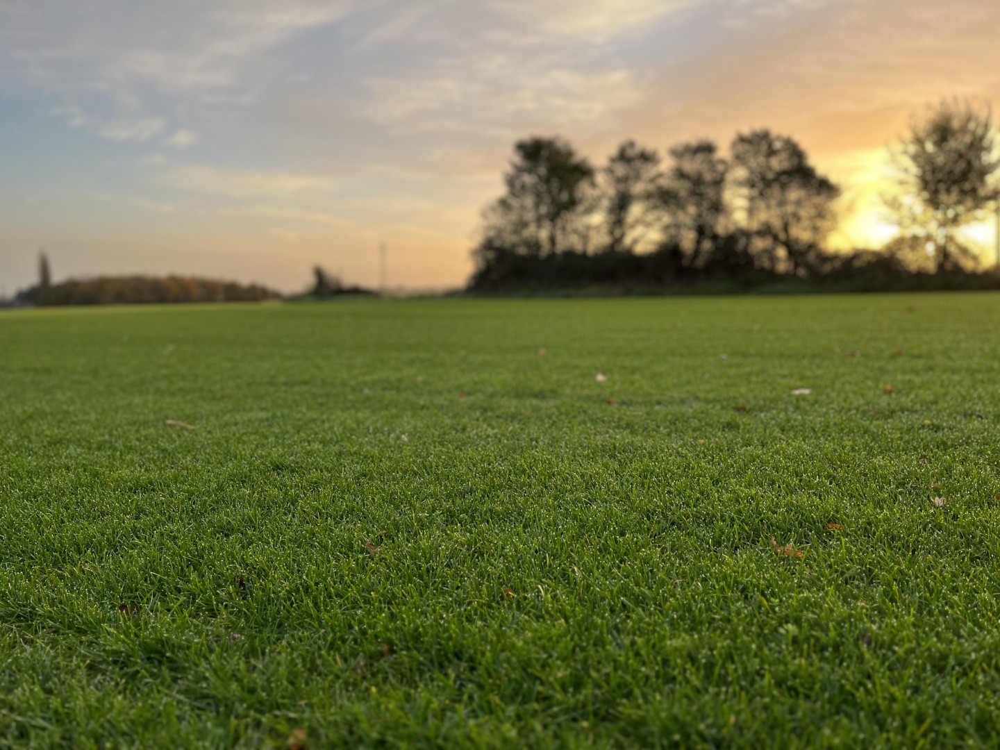 Gazon naturel en rouleau
