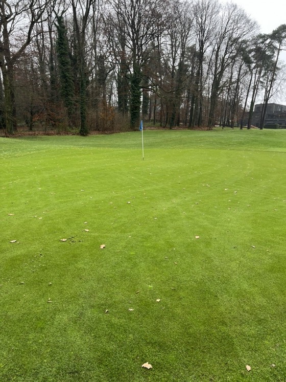 Gazon green