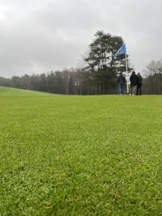 Gazon de golf