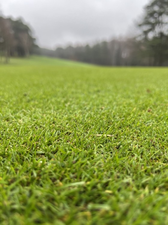 Green pour golf